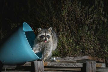 Curious raccoon emerges from a blue bucket at night.