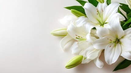 Fototapeta premium Elegant white lily flowers blooming with fresh green leaves on a bright background.