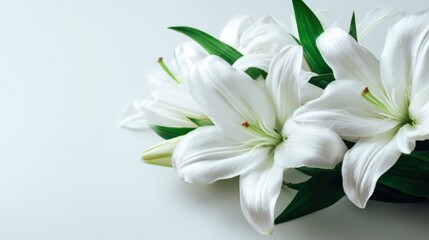 Fototapeta premium Elegant white lily flowers with green leaves on a light background perfect for floral design.