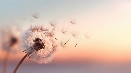 Fototapeta premium Close-up of a dandelion seed head with delicate seeds floating in sunset light scene.