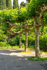 Row of pruned trees with thick trunks and sculptural branches in a green park. Bright sunlight casts shadows on the asphalt path