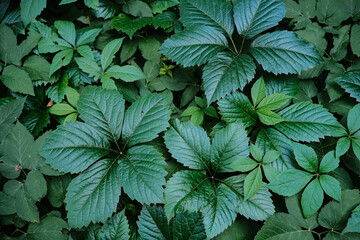 Vibrant green Virginia Creeper leaves with distinct five-lobed shapes, creating a dense natural...