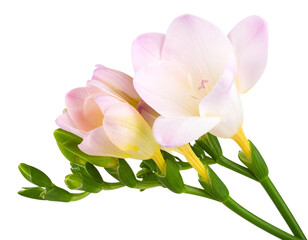 Single Pink Freesia Flower with Stem Isolated on Transparent Background PNG