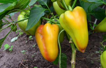 Close-up of Ripe Yellow Bell Peppers Growing in a Garden on the pepper plant