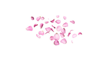 Pink rose petals isolated on white background.
