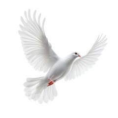 A white dove soars against a black backdrop its wings fully extended in flight