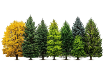 Forest Diversity Autumn Yellow Tree and Evergreens Nature Scene Natural Colors Evergreen Variety