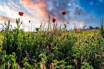 Amapolas en primavera