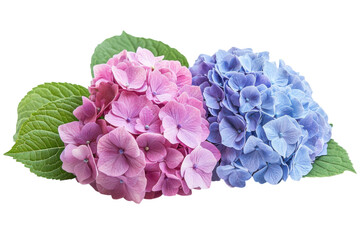 Obraz premium Hydrangea Harmony Pink and Blue Blooms Floral Design Close Up Beauty Garden Delight Black Backdrop