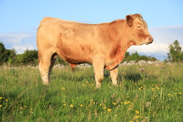 Cattle: side profile of a Charolais breed bullock standing in field on farmland in rural Ireland in summertime 