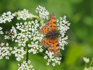 The Comma butterfly feeding, Polygonia c-album and a black and yellow spotted longhorn beetle, Rutpela maculata