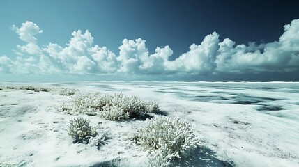 Bleached coral reefs reveal the devastating impact of warming ocean temperatures on marine life