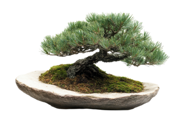 Serene Bonsai Tree Elegance Miniature Pine in Stone Pot Tranquil Zen Art for Indoor Greenery Japan