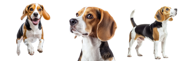 Set of cute purebred beagle dogs isolated on transparent background PNG