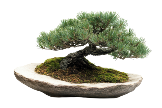 Serene Bonsai Tree Elegance Miniature Pine in Stone Pot Tranquil Zen Art for Indoor Greenery Japan