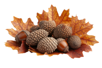Autumnal Still Life Glistening Acorns Nestled on Amber Oak Leaves Nature s Palette on Display Season