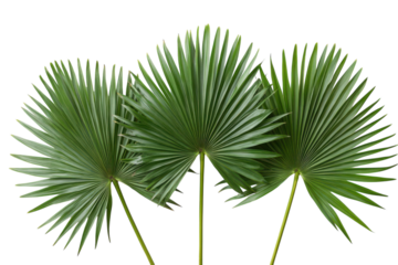 Exotic Green Majesty Three Vibrant Fan Palm Leaves Against Black Backdrop Lush Texture and Tropical