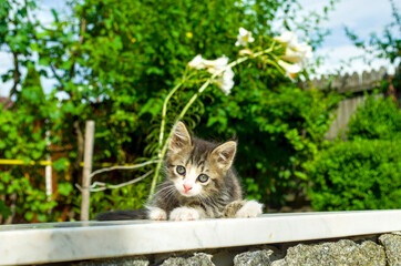 Cute kitten lying on a marble surface outdoors