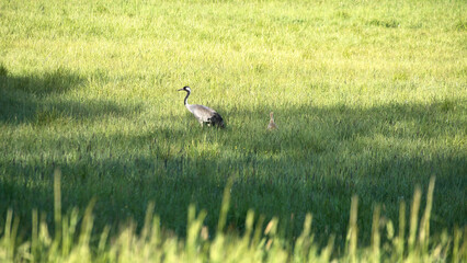 A crane family with young stands in a green field surrounded by tall grass.