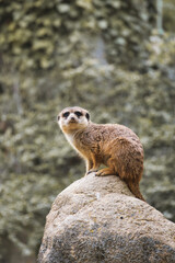 Watchful meerkat on rocks in front of green, blurred background, animal photo.