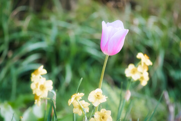 Delicate, purple tulip blossoms in close-up against a soft green background,