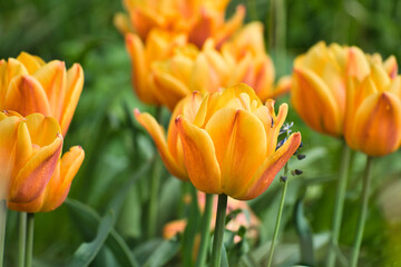 Bright yellow tulips with red accents bloom in full splendor in the garden.