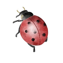 The ladybug watercolour 