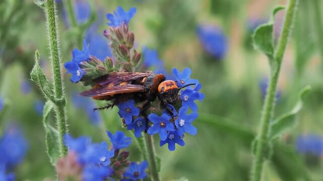 European mammoth wasp, Megascolia maculata on bugloss flower, Anchusa officinalis