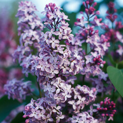Blossoming decorative lilac tree on spring