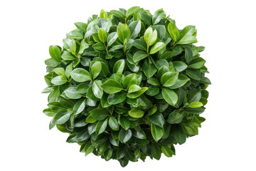 Lush Greenery Globe Isolated on Black Nature s Perfection Plant Design Garden Evergreen Foliage