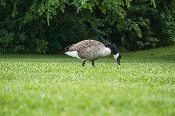Canadian gosling stands on lush grass surrounded by natural beauty. Wildlife