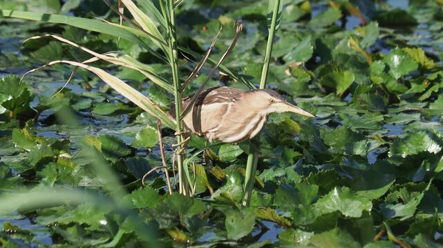 The little bittern bird searching for fish and chase away, Ixobrychus minutus