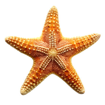 Starfish isolated on transparent background