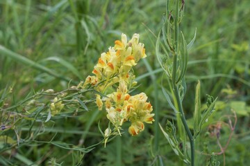 Wild toadflax flower with yellow and orange petals in grassy field, macro view