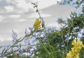 Wild toadflax flower with yellow and orange petals in grassy field, macro view