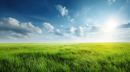 Fototapeta premium Wide Panorama of a Bright Sunny Day Over Lush Green Field with Blue Sky.
