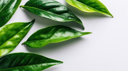Fototapeta premium Close-up of fresh glossy green leaves on white background with detailed textures.