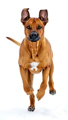 Majestic rhodesian ridgeback dog running forward with ears flopping in a dynamic pose isolated on white background