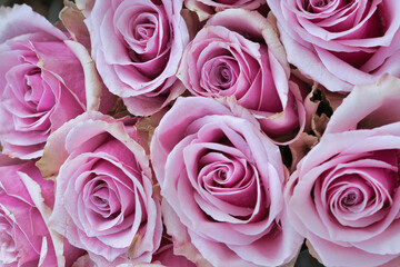 Delicate pink roses in full bloom, a dense bouquet with a romantic flair. Love