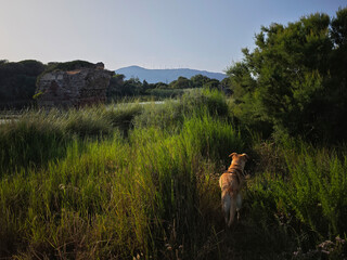 Fototapeta premium Perro entre la vegetación de las marismas de Tarifa, España