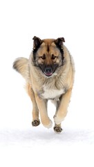 Naklejka premium Majestic caucasian shepherd dog running forward with intense gaze isolated on white background