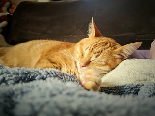 A beautiful ginger tabby cat peacefully sleeps, stretched out on soft blankets. This cozy scene...