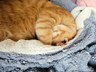 A ginger tabby cat curls up tightly in deep, peaceful sleep on soft, fluffy blankets. This heartwarming scene embodies ultimate comfort, warmth, and serene relaxation at home.