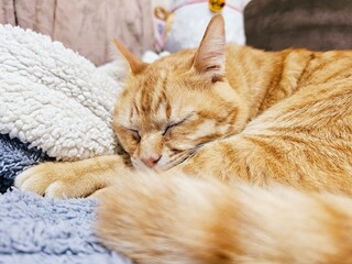 A ginger tabby cat peacefully sleeps, stretched out on soft blankets with a classic toy nearby....
