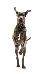 Majestic great dane dog with floppy ears running forward isolated on white background