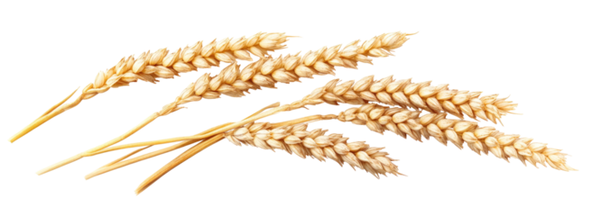 Close-up of several wheat stalks with golden-beige grains