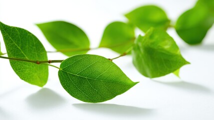 Close-up of vibrant fresh green leaves with detailed veins on a white background.