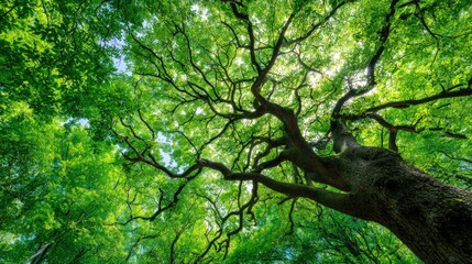 Fototapeta premium Beautiful green leafy tree canopy viewed from below showing intricate branches and vibrant foliage.