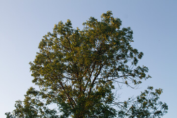 Obraz premium big tree in the sky