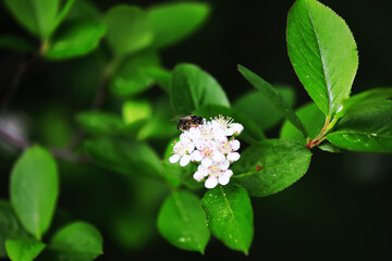 Green Leaves.Nature background. The natural background in the park, with blurred winds, fresh air and coolness.